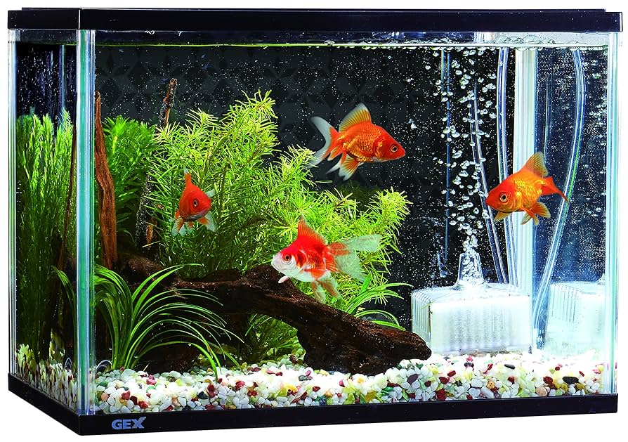 専用ページ☆普通の金魚さま Amazon | ジェックス 金魚のお部屋和彩M | GEX | 飼育セット 通販